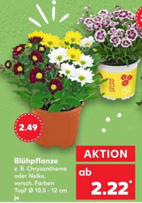 Blühpflanze