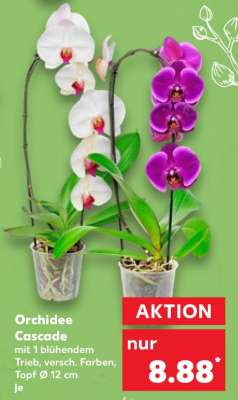 Orchidee Cascade