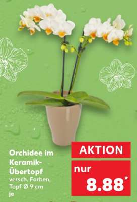 Orchidee im Keramik- Übertopf