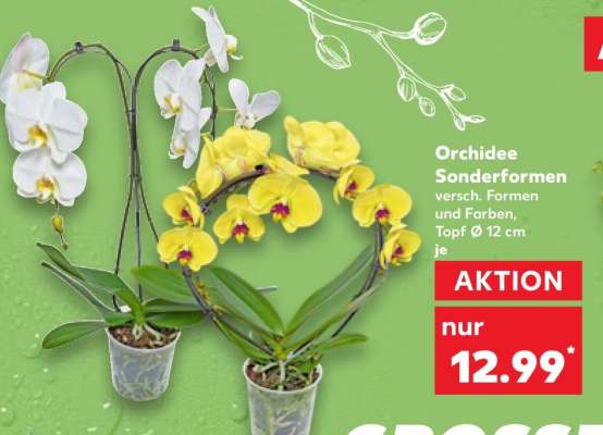 Orchidee Sonderformen