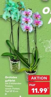Orchidee gefärbt