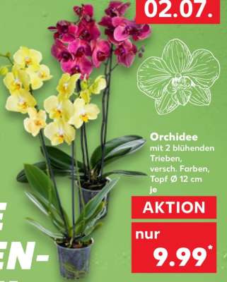 Orchidee
