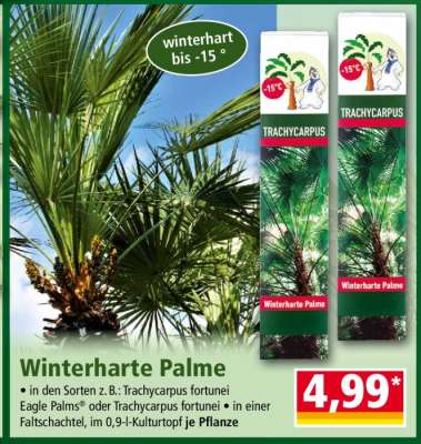 Winterharte Palme