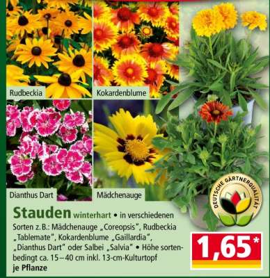 Stauden