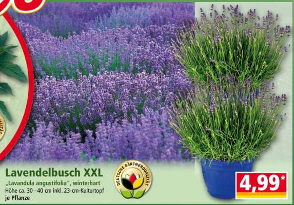 Lavendelbusch XXL