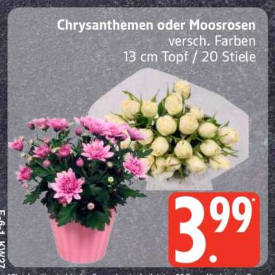 Chrysanthemen oder Moosrosen