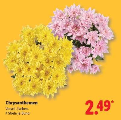 Chrysanthemen