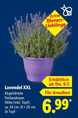 Lavendel XXL