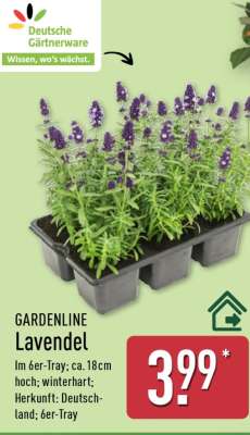GARDENLINE Lavendel