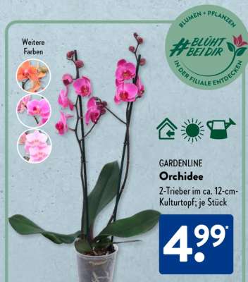 GARDENLINE Orchidee