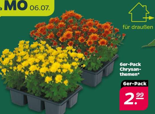 6er-Pack Chrysanthemen