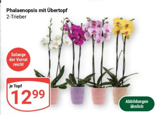 Phalaenopsis mit Übertopf