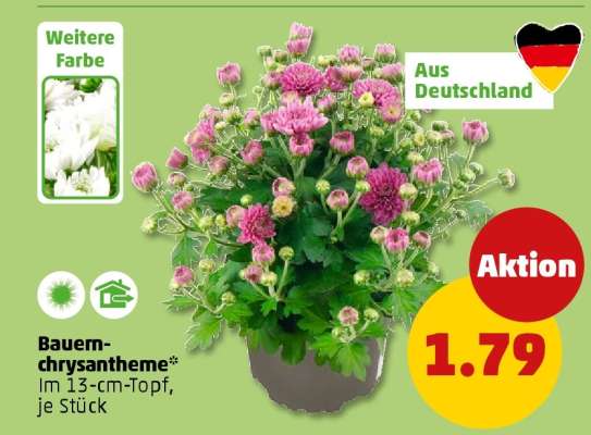 Bauernchrysantheme
