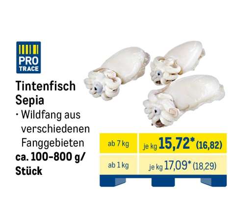 Tintenfisch Sepia