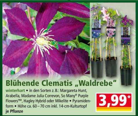 Blühende Clematis „Waldrebe“
