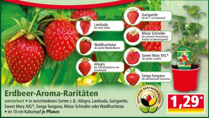 Erdbeer-Aroma-Raritäten