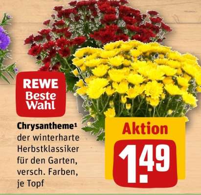 Chrysantheme