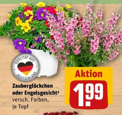Zauberglöckchen oder Engelsgesicht