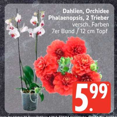 Dahlien, Orchidee Phalaenopsis, 2 Trieber