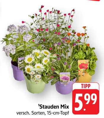 Stauden-Mix