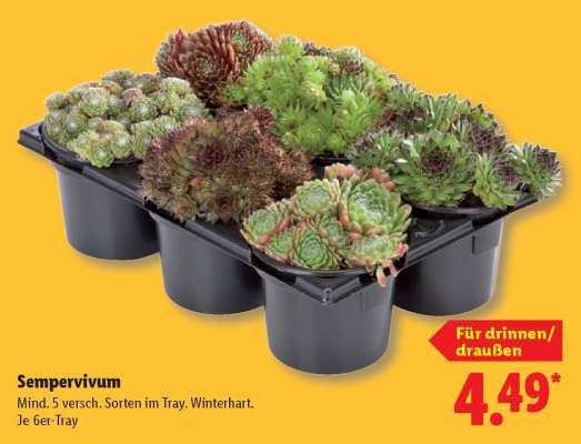 Sempervivum