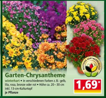 Garten-Chrysantheme