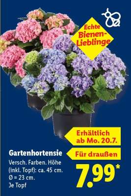 Gartenhortensie*
