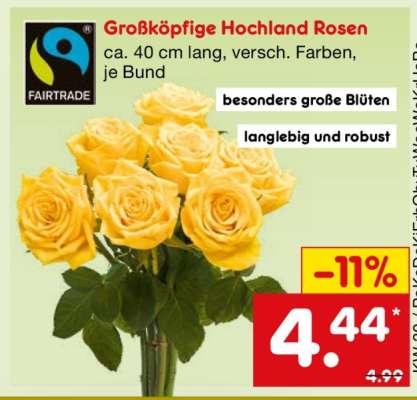Großköpfige Hochland Rosen