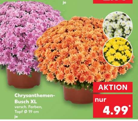 Chrysanthemen-Busch XL