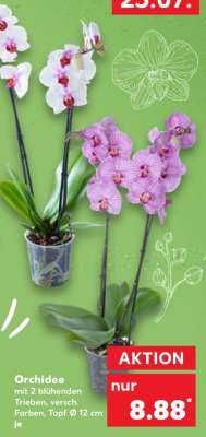 Orchidee