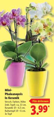 Mini-Phalaenopsis in Keramik