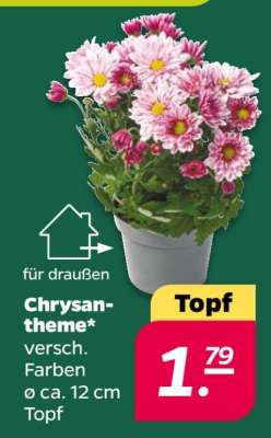 Chrysantheme