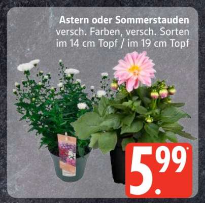 Astern oder Sommerstauden