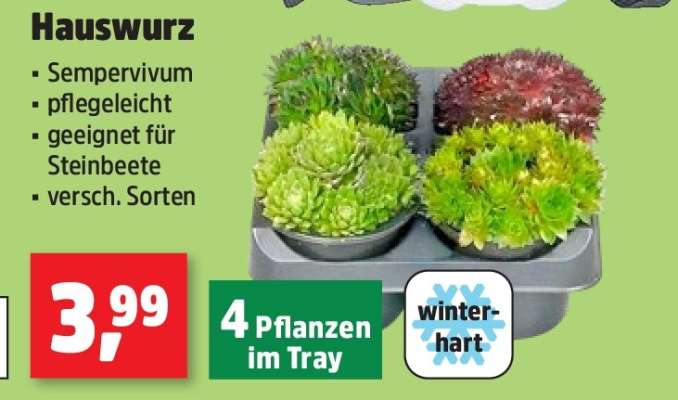 Hauswurz
