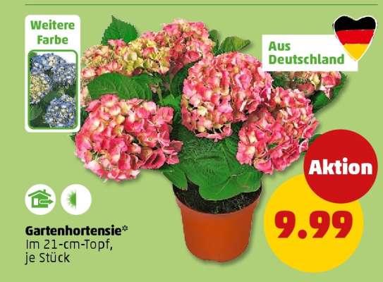 Gartenhortensie*