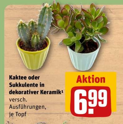 Kaktee oder Sukkulente in dekorativer Keramik