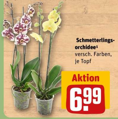 Schmetterlingsorchidee