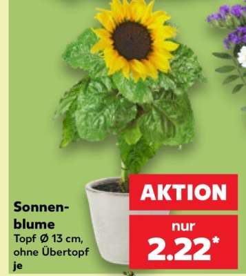 Sonnenblume*