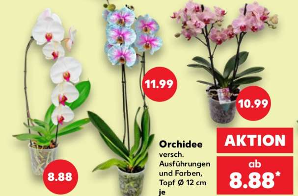 Orchidee
