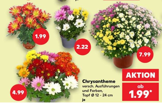 Chrysantheme