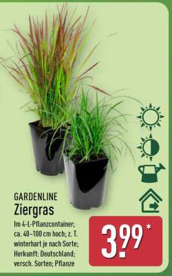 GARDENLINE Ziergras