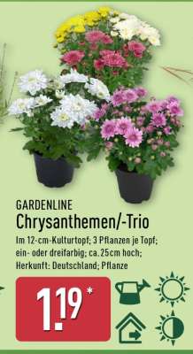 Chrysanthemen Trio