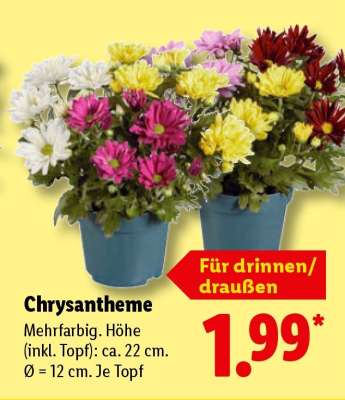 Chrysantheme