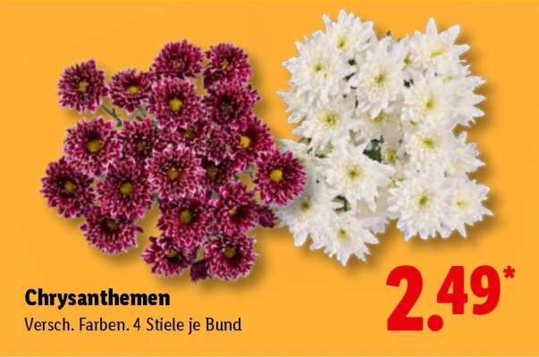 Chrysanthemen