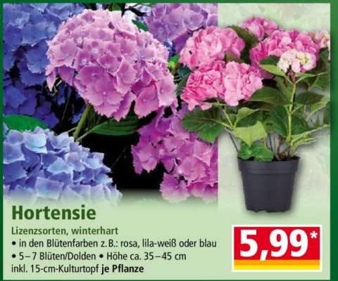 Hortensie