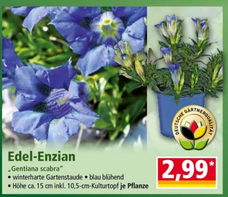 Edel-Enzian