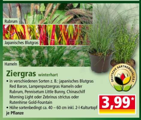 Ziergras winterhart