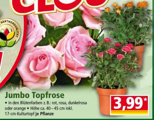 Jumbo Topfrose