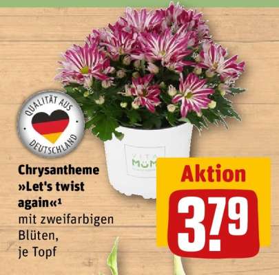 Chrysantheme »Let's twist again«