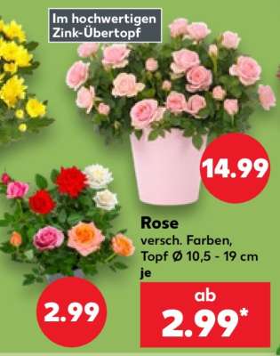 Rose